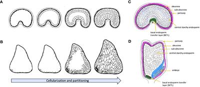 Understanding grain development in the Poaceae family by comparing conserved and distinctive pathways through omics studies in wheat and maize